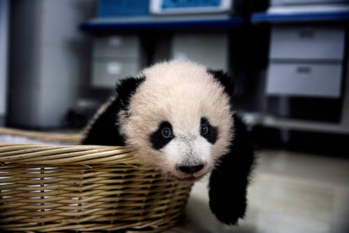 Adam Dean’s Chinese Panda story featured on Bloomberg website