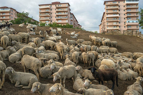 Petrut Calinescu wins first prize for Living on the Edge at the Balkan Photo Fest in Bosnia