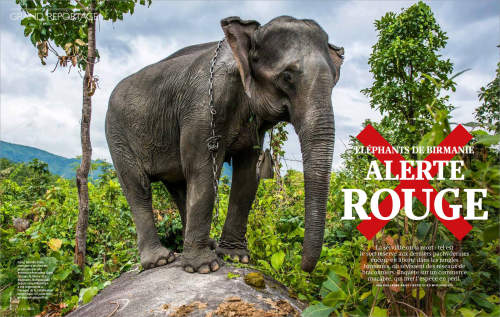 Ko Myo’s work on elephants in Myanmar published in French GEO Magazine