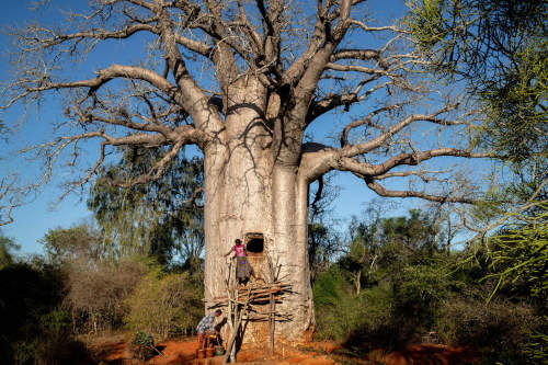 Pascal Maitre’s recent work on the baobabs of Madagascar published in Paris Match